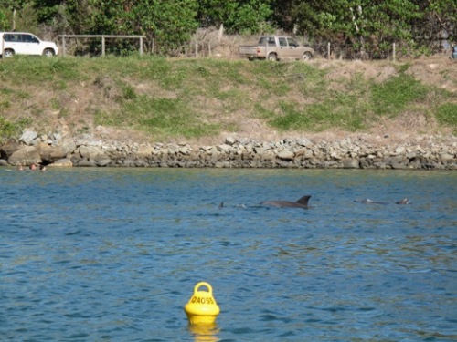 Dolphins in Cudgen Creek